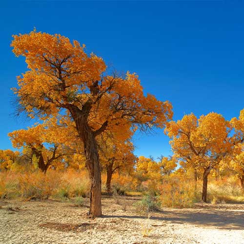 新疆南疆+库尔勒+塔里木胡杨林公园2日1晚跟团游